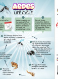 Aedes Life Cycle